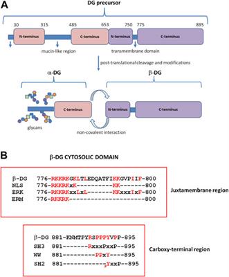 From adhesion complex to signaling hub: the dual role of dystroglycan